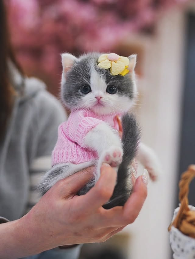 Silver Tabby Munchkin kitten named Luna